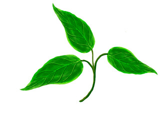 Three green leaf isolated on white background