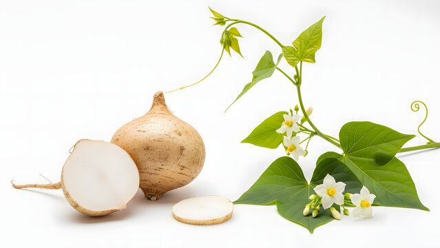 Fresh jicama root with slices and vine with white flowers, isolated on white background