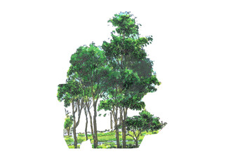 Minimal style cad tree line side view, set of graphics trees elements outline symbol for architecture and landscape design drawing. Vector illustration.