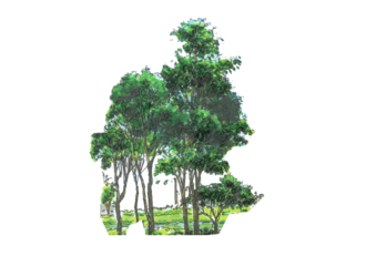 Minimal style cad tree line side view, set of graphics trees elements outline symbol for architecture and landscape design drawing. Vector illustration.