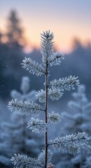 Obraz premium Icy stillness blankets a remote woodland. Delicate hoarfrost covers branches and needles, sparkling under the cool, subtle hues of a tranquil, fading dawn sky, frozen, quiet, majestic