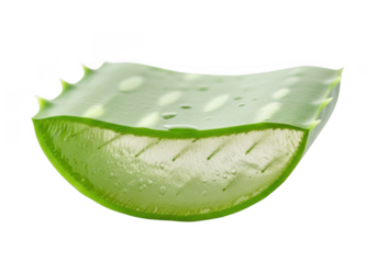 A fresh slice of aloe vera plant showing its gelfilled interior, isolated on transparent background