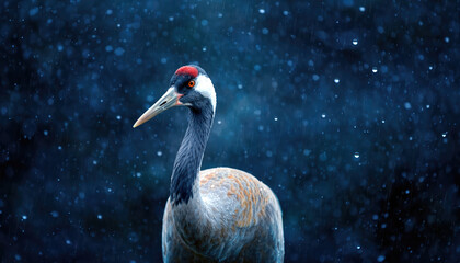 Fototapeta premium Atmospheric Close-Up of a Graceful Crane in the Falling Rain. Ai Generated Images