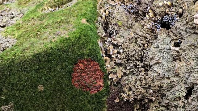 Textured intertidal rock surface covered in vivid green moss red coralline algae and dense clusters of white barnacles Natural abstract background footage.