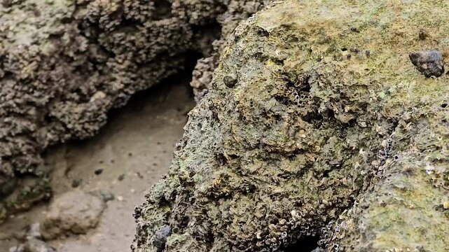 Close-up static shot of a coastal rock heavily covered in barnacles and algae A few periwinkle snails move slowly across the rough texture highlighting the subtle marine life