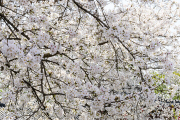 Dense Background of White Cherry Blossoms and Branches in Full Bloom