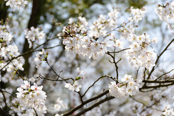 Obraz premium White Cherry Blossoms Blooming in Spring Sunlight