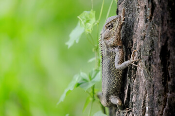 The Lizard Climbing Tree Trunk in Natural Habitat. Showing detailed scales and natural wildlife behavior.