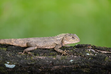 The Lizard Resting on Mossy Log in Natural Habitat showing calm wildlife behavior in a forest environment.