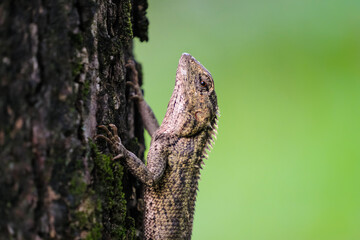 The Lizard Climbing Tree Trunk in Natural Habitat. Showing detailed scales and natural wildlife behavior.