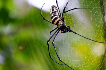Golden Orb Spider Feeding on Web