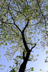 Fototapeta premium Looking Up at Cherry Tree Branches with White Flowers and Green Leaves