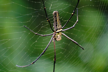 Spider on Web in Natural Green Environment. 