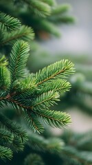 Obraz premium Christmas tree branches with no ornaments, lush green needles, detailed texture, bokeh blurred background