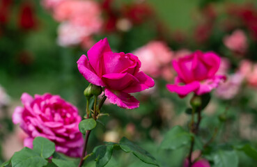 Red roses blooming in the garden outdoors. Beautiful flowers.