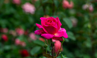 Red roses blooming in the garden outdoors. Beautiful flowers.