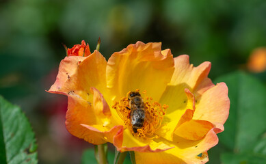 Yellow roses blooming outdoors in the garden. Beautiful flowers.