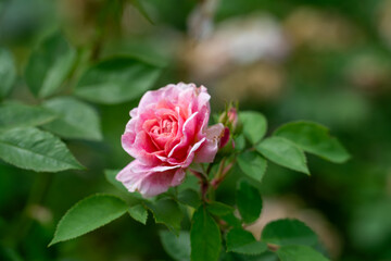 Roses blooming in the garden outdoors. Beautiful flowers.