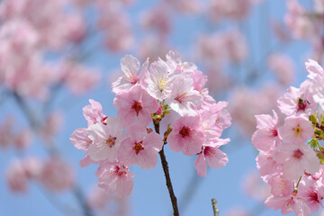 Obraz premium Pink Cherry Blossoms Against Blue Sky on a Spring Day
