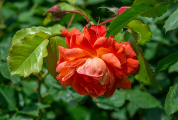 Roses blooming in the garden outdoors. Beautiful flowers.