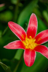 A vibrant red flower with a yellow center shines among green leaves in bright sunlight