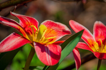 Bright red blossoms stand out amidst lush green leaves, capturing the essence of springtime joy