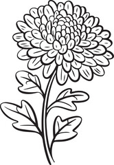 Detailed single chrysanthemum flower with blossoming petals and leafy green stem