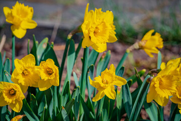 Daffodils showcase their vibrant yellow petals under warm sunlight, celebrating springtime beauty