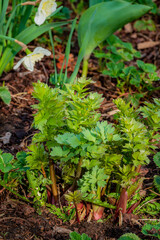 Newly sprouted green plants thrive in rich soil amidst seasonal blooms in a sunny garden