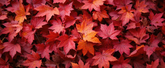 Autumn leaves falling forest floor nature photography vibrant colors close-up seasonal beauty