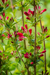 Bright red buds burst forth from green branches, showcasing nature's beauty in a peaceful garden