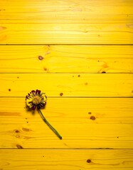 A dried, wilted flower with purple and yellow petals lies on a textured, yellow wooden surface. Natural light. Top down angle