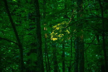 Sunlight filters through the canopy, lighting up vibrant green leaves in a tranquil forest