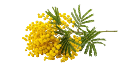 Mimosa flowers and leaves isolated on a transparent background yellow flowers green leaves