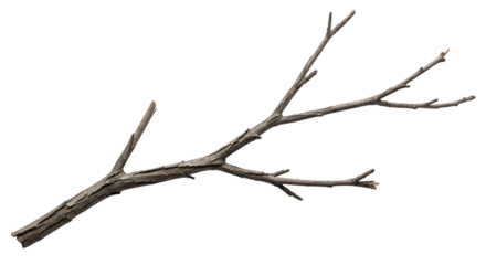 Brown tree branch with multiple limbs isolated on a transparent background twigs wood