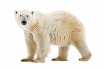 A majestic polar bear confidently stands on its hind legs against a bright white background, highlighting its muscular build and unique fur markings. Perfect for conveying strength and resilience.