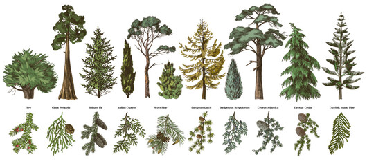 Hand drawn evergreen trees and branches