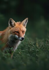 Fototapeta premium A secretive fox peeking cautiously from dense undergrowth, exhibiting cunning intelligence and wily instincts while observing the environment intently, intelligent, peeking, ambush