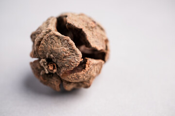 Scientific Macro Image of Dried Perforate Flower Heads on Stems: Botanical Detail of a Potential Herbal Medicine Ingredie