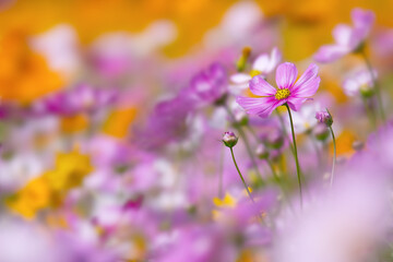 Colorful Cosmos Field with Dreamy Foreground Blur