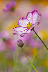 Single Cosmos Blossom in Soft Pastel Field (Vertical)