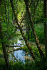 A calm river meanders through vibrant greenery, reflecting the trees above in peaceful harmony