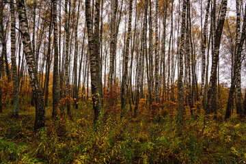 Autumn forest with tall birch tree trunks and fallen yellow leaves on the ground. Natural seasonal scenery, nature background.