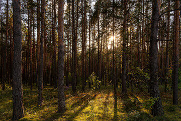 Sunrise or sunset in tall pine forest with long shadows on mossy ground. Nature landscape for tranquility and wilderness. Natural scenic view for wallpapers.