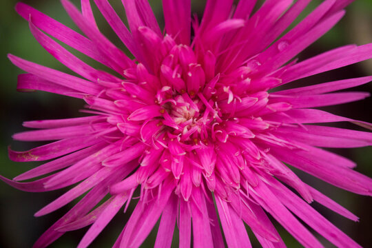 Garbera Pink Flower