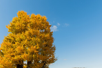 黄葉したイチョウの木