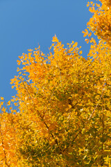 紅葉したイチョウと青空
