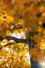 紅葉したイチョウ