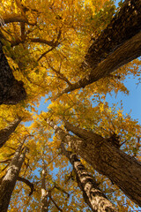 紅葉したイチョウ