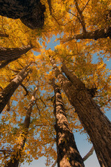 紅葉したイチョウ